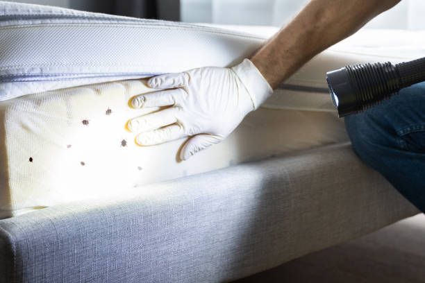Best Affordable Pest Control Services  in Salisbury, MO