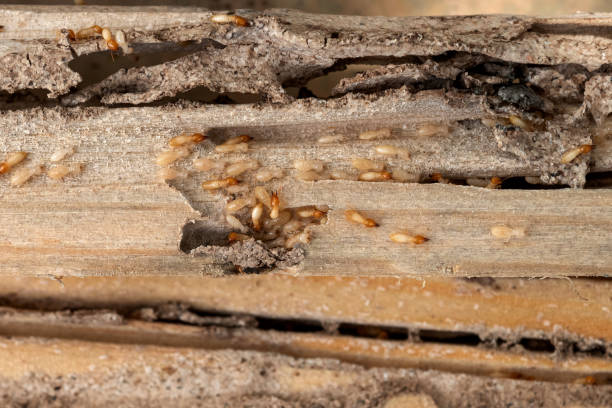 Pest Prevention Services in Salisbury, MO
